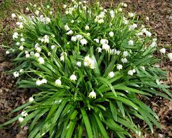 Attēlu rezultāti vaicājumam “Leucojum vernum var. vernum”