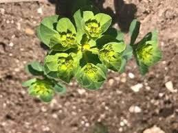 Attēlu rezultāti vaicājumam “Euphorbia helioscopia”