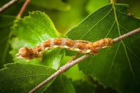 Attēlu rezultāti vaicājumam “Erannis defoliaria”
