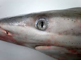 Image result for Carcharhinus brevipinna