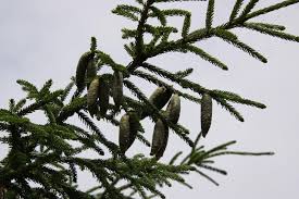 Attēlu rezultāti vaicājumam “Picea orientalis”