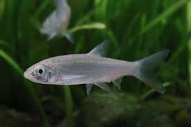 Image result for Chondrostoma nasus