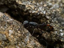 Attēlu rezultāti vaicājumam “Gasteruption jaculator”