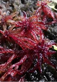 Attēlu rezultāti vaicājumam “Sphagnum russowii”