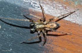 Attēlu rezultāti vaicājumam “Anyphaena accentuata”