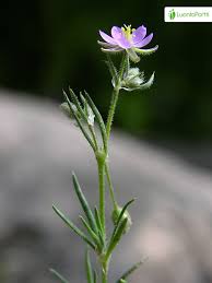 Attēlu rezultāti vaicājumam “Spergularia rubra leaf”