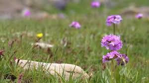 Attēlu rezultāti vaicājumam “Primula farinosa flower”