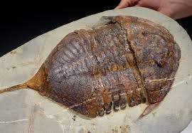 Attēlu rezultāti vaicājumam “Asaphidion pallipes”