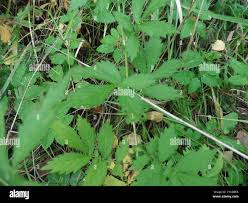 Attēlu rezultāti vaicājumam “Agrimonia pilosa leaf”