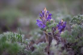 Attēlu rezultāti vaicājumam “Orobanche coerulescens flower”