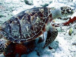 Image result for Eretmochelys imbricata