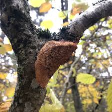 Attēlu rezultāti vaicājumam “Dichomitus campestris”