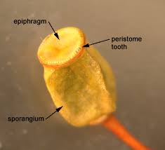 Attēlu rezultāti vaicājumam “Campylium protensum sporophyte”
