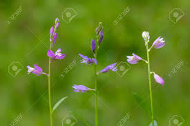 Attēlu rezultāti vaicājumam “Polygala vulgaris”