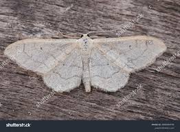 Attēlu rezultāti vaicājumam “Idaea aversata”