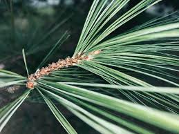 Attēlu rezultāti vaicājumam “Pinus strobus fruit”