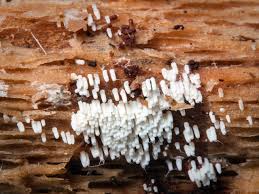 Attēlu rezultāti vaicājumam “Henningsomyces candidus”