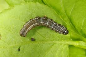 Attēlu rezultāti vaicājumam “Hydriomena furcata”