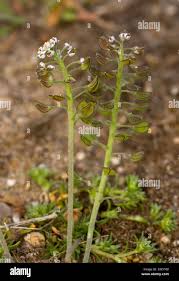 Attēlu rezultāti vaicājumam “Teesdalia nudicaulis”
