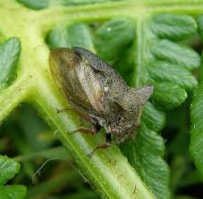 Attēlu rezultāti vaicājumam “Centrotus cornutus”