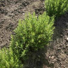 Image result for Hyssopus officinalis