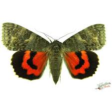 Attēlu rezultāti vaicājumam “Amphipyra pyramidea”