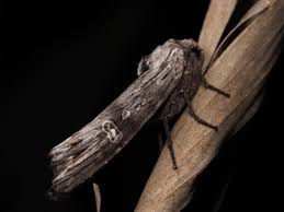 Attēlu rezultāti vaicājumam “Lithomoia solidaginis”