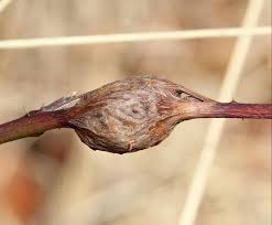 Attēlu rezultāti vaicājumam “Lasioptera rubi”