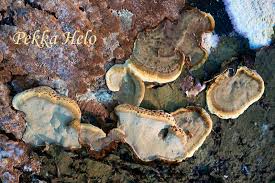 Attēlu rezultāti vaicājumam “Phellinus nigrolimitatus”