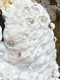 Attēlu rezultāti vaicājumam “Diderma hemisphaericum young”