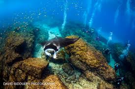 Image result for Manta Divers Sub-Aqua Club