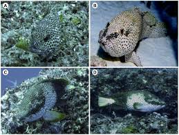 Image result for Epinephelus adscensionis