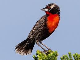 Attēlu rezultāti vaicājumam “Lycogala persicum macro”