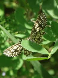 Attēlu rezultāti vaicājumam “Chiasmia clathrata”