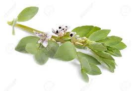 Attēlu rezultāti vaicājumam “Vicia faba leaf”