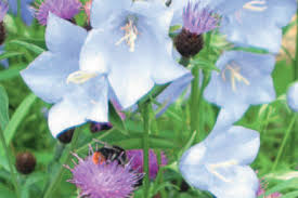 Image result for Glockenblumen