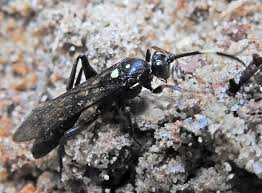 Attēlu rezultāti vaicājumam “Diphyus latebricola”