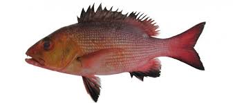 Image result for Lutjanus alexandrei