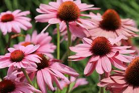 Image result for roter Sonnenhut