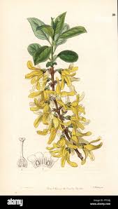Attēlu rezultāti vaicājumam “Forsythia viridissima flower”