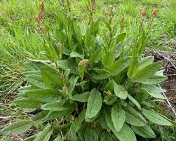 Attēlu rezultāti vaicājumam “Rumex acetosa”