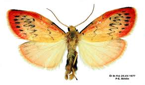 Attēlu rezultāti vaicājumam “Miltochrista miniata”