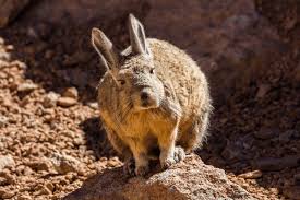 Image result for viscacha