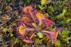 Attēlu rezultāti vaicājumam “Drosera rotundifolia flower”