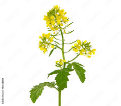 Attēlu rezultāti vaicājumam “Sinapis alba”