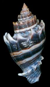 Image result for Melongena corona