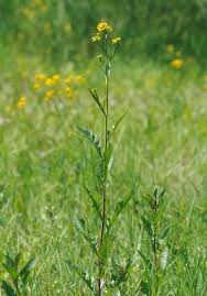 Attēlu rezultāti vaicājumam “Rorippa amphibia leaf”