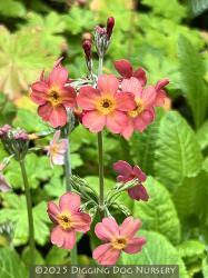 Attēlu rezultāti vaicājumam “Primula veris var. rubra”