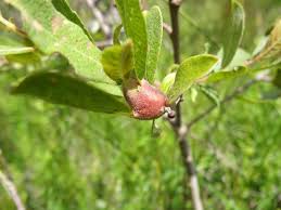 Attēlu rezultāti vaicājumam “Rabdophaga salicis”
