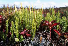 Attēlu rezultāti vaicājumam “Lycopodium dubium”